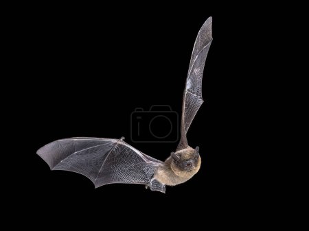 Téléchargez les photos : Flying Common Pipistrelle Bat fond noir (Pipistrellus pipistrellus) est une petite pipistrelle microbat dont la très large gamme s'étend sur la majeure partie de l'Europe, Afrique du Nord, Asie du Sud, et peut s'étendre en Corée. Scène animalière de la nature en Europe. - en image libre de droit