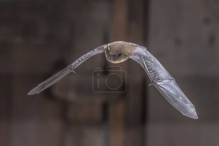 Téléchargez les photos : Flying Common Pipistrelle Bat (Pipistrellus pipistrellus) est une petite chauve-souris pipistrelle dont la très grande portée s'étend sur la majeure partie de l'Europe, l'Afrique du Nord, l'Asie du Sud, et peut s'étendre en Corée. Scène animalière de la nature en Europe. - en image libre de droit
