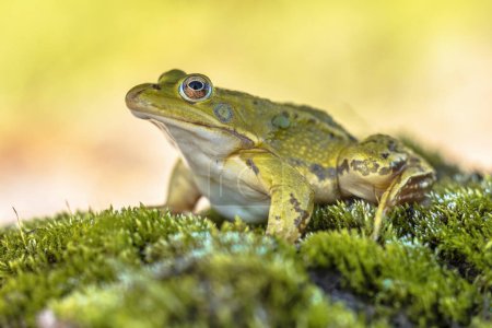 Pool Frog (Pelophylax lessonae) es una rana europea de la familia Ranidae. Las razones de la disminución de las poblaciones son la contaminación del aire que conduce a la sobre-nitrificación de las aguas del estanque. Escena de vida silvestre de la naturaleza en Europa.