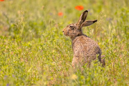 European Hare (Lepus europeaus) hiding in grassland vegetation with Flowers and relying on camouflage. Wildlife Scene of Nature in Europe.