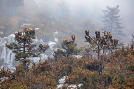 Téléchargez les photos : Groupe de vautours griffons (Gyps fulvus) reposant dans des arbres dans des conditions brumeuses dans les Pyrénées espagnoles, Catalogne, Espagne, avril. C'est un grand vautour de l'Ancien Monde de la famille des Accipitridae.. - en image libre de droit