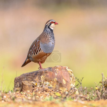 Red-Legged Partridge (Alectoris rufa) is a Gamebird in the Pheasant Family. This Bird is Bred for Shooting, and sold and eaten as game. Wildlife Scene of Nature in Europe.