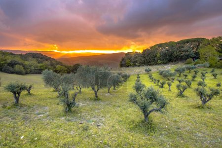 Foto de Hermosa puesta de sol sobre olivar en el paisaje montañoso de la Toscana, Italia, abril. - Imagen libre de derechos