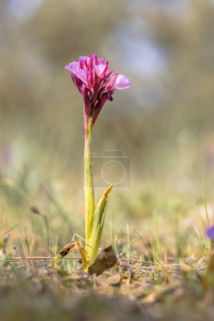 Foto de Orquídea mariposa (Anacamptis papilionacea) Flores púrpuras en pastizales naturales en abril, Extremadura, España. Escena de vida silvestre de la naturaleza en Europa. - Imagen libre de derechos