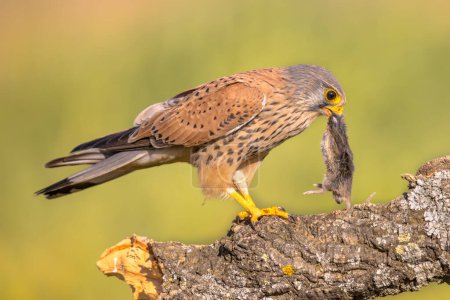 Photo for Common Kestrel (Falco tinnunculus) Perched on Stone while Eating Mouse against Bright Background. Small Raptor in Extremadura, Spain. Wildlife Scene of Nature in Europe. - Royalty Free Image