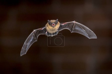 Téléchargez les photos : Pipistrelle chauve-souris (Pipistrellus pipistrellus) volant sur le grenier de la maison en face du mur de briques dans l'obscurité - en image libre de droit