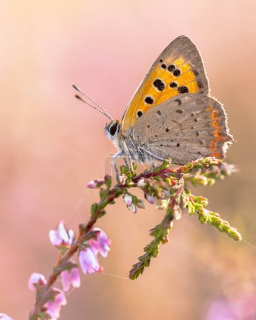 Téléchargez les photos : Small copper (Lycaena phlaeas) butterfly perched on heath flower on a sunny day in july. Veluwe, Gelderland, Netherlands - en image libre de droit