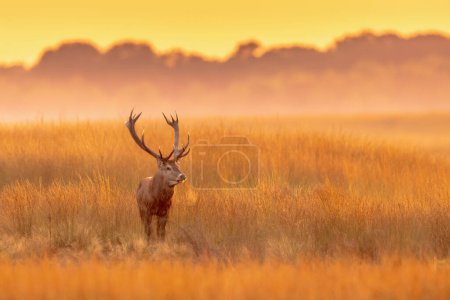 Photo for Male red deer (Cervus elaphus) displaying in the sunset on Hoge Veluwe National Park. The red deer inhabits most of Europe. a male animal is caal a stag. Wildlife scene of nature in Europe. - Royalty Free Image