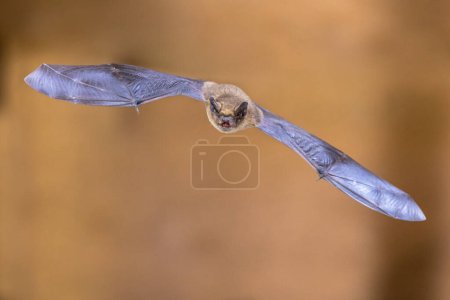 Téléchargez les photos : Batte pipistrelle volante (Pipistrellus pipistrellus) action prise sur le grenier en bois de la maison avec un fond lumineux - en image libre de droit