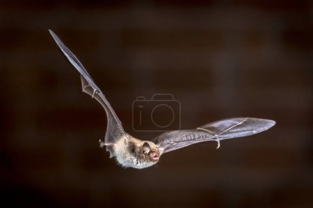 Rare Pond bat (Myotis dasycneme) echolocating while flying in front of brick wall on attic of church
