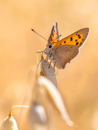 Téléchargez les photos : Petit papillon de cuivre (Lycaena phlaeas) perché sur les céréales dans les champs par une journée ensoleillée en juillet. Montferland, Gueldre, Pays-Bas - en image libre de droit