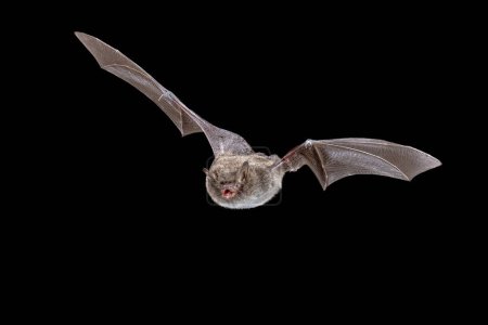 Murciélago Daubentons (Myotis daubentonii) volando en la oscuridad de la noche. El murciélago de Daubenton es una especie de tamaño mediano a pequeño. El pelaje esponjoso del murciélago es gris parduzco en la espalda y gris plateado en la parte inferior. Escena de vida silvestre de la naturaleza en Europa.