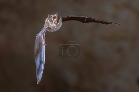 Gran murciélago herradura (Rhinolophus ferrumequinum) volando dentro de la cueva de la colonia en los Pirineos Españoles, Aragón, España. Abril.