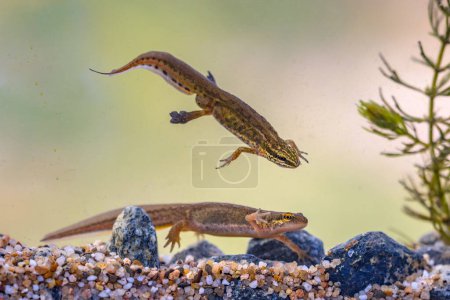 Photo for Palmate newt (Lissotriton helveticus) colorful aquatic amphibian pair swimming in freshwater habitat of pond. Underwater wildlife scene of animal in nature of Europe. Netherlands. - Royalty Free Image
