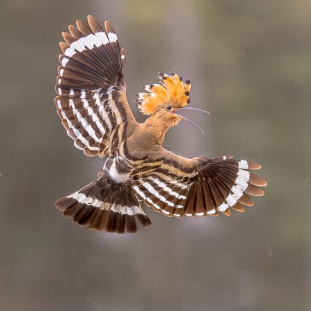 Foto de Hoopoe eurasiático (Upupa epops) pájaro volando sobre fondo oscuro del bosque con alas extendidas y cresta elevada. Una de las aves más bellas de Europa. Escena de vida silvestre de la naturaleza en Europa. - Imagen libre de derechos