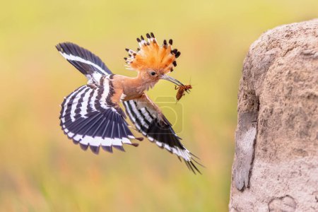 Foto de Aves abubilla euroasiática (Upupa epops) con mola insecto grillo en pico y cresta elevada. Una de las aves más bellas de Europa que se acerca al sitio de anidación. Escena de vida silvestre de la naturaleza en Europa. - Imagen libre de derechos