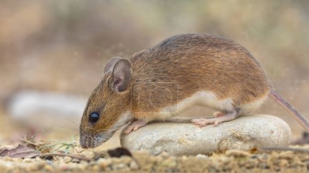 Foto de Ratón de cuello amarillo (Apodemus flavicollis) sentado en la roca en el fondo del hábitat natural de arena - Imagen libre de derechos