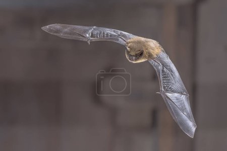 Téléchargez les photos : Flying Common Pipistrelle Bat (Pipistrellus pipistrellus) est une petite chauve-souris pipistrelle dont la très grande portée s'étend sur la majeure partie de l'Europe, l'Afrique du Nord, l'Asie du Sud, et peut s'étendre en Corée. Scène animalière de la nature en Europe. - en image libre de droit