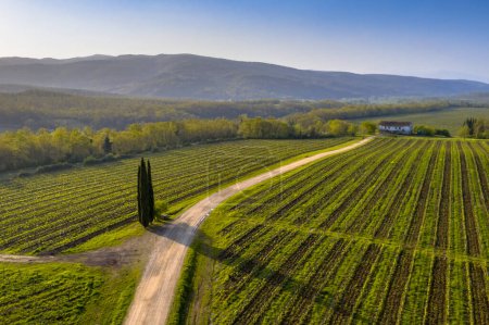 Foto de Vista aérea de los viñedos toscanos con filas de uvas Hon una mañana clara en primavera en las colinas cerca de Murlo, Siena, Toscana, Italia. Abril. - Imagen libre de derechos
