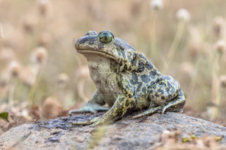 Photo for Eastern spadefoot or Syrian spadefoot (Pelobates syriacus), toad posing on stone in natural habitat. This amphibian occurs on the island of Lesbos, Greece. Wildlife scene of nature in Europe. - Royalty Free Image