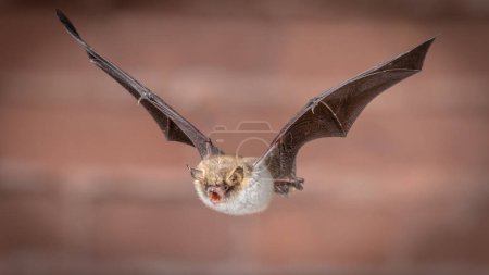 Flying Natterer's bat (Myotis nattereri) action shot of hunting animal on brick background. Cette espèce est de taille moyenne avec le ventre blanc distictif, nocturne et insectivore et se trouve en Europe et en Asie.