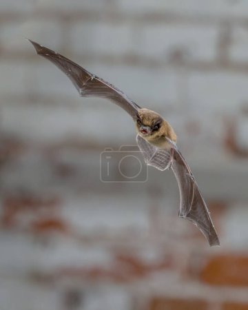 Téléchargez les photos : Pipistrelle nocturne (Pipistrellus pipistrellus) en gros plan. Voler en milieu urbain devant un mur de briques blanches - en image libre de droit
