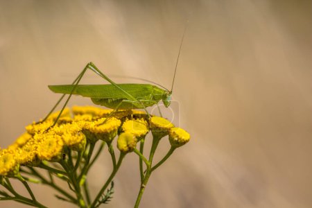 Photo for Sickle-bearing bush-cricket (Phaneroptera falcata) resting on flower of tansy on a summer day. This species has been extending the northern limits of its range in Europe as result from climate change. - Royalty Free Image