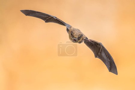 Téléchargez les photos : Pipistrelle volant chauve-souris (Pipistrellus pipistrellus) photographie à grande vitesse d'animaux de chasse sur fond brun. Cette espèce est connue pour se reposer et vivre dans des zones urbaines en Europe et en Asie
. - en image libre de droit