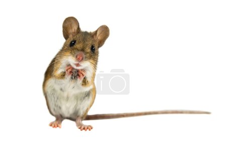 Photo for Geeky Funny Wood mouse (Apodemus sylvaticus) with curious cute brown eyes looking in the camera on white background - Royalty Free Image
