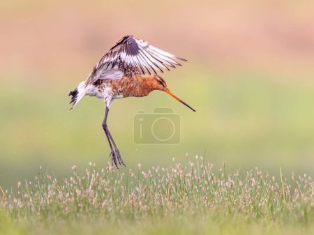 Black-tailed Godwit (Limosa limosa) wader bird preparing for landing and calling while flapping wings with feathers spread. Long legs are reaching for the ground