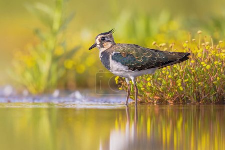 Female Northern lapwing (Vanellus vanellus) foraging in shallow water of estuary in the Netherlands. With bright background. Wildlife scene of nature in Europe.