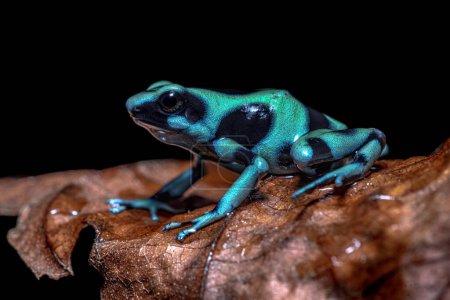 La grenouille-fléchette verte et noire (Dendrobates auratus) est originaire du sud de l'Amérique centrale. Et l'une des plus variables de toutes les grenouilles empoisonnées en couleur et en motif. Scène animalière de la nature en Amérique centrale