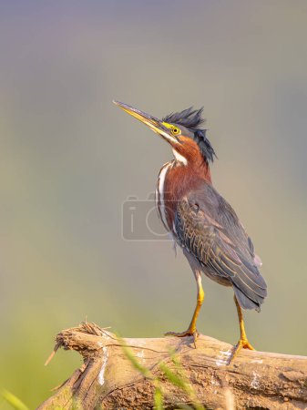 Green heron (Butorides virescens) is a small heron of North and Central America. This bittern like bird is a migrant species. Wildlife scene of nature in central america.