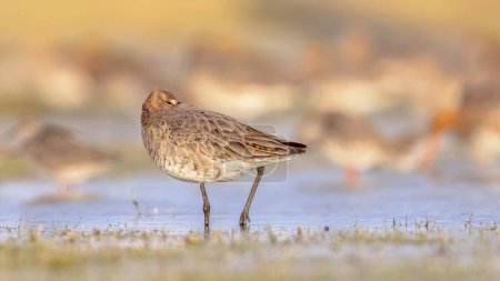 Sleeping Black-tailed Godwit (Limosa limosa) Resting and Foraging in shallow Water of a Wetland during Migration. The Netherlands as an important Breeding habitat for the Black Tailed Godwit as well. Wildlife image of Nature in Europe with bright Bac
