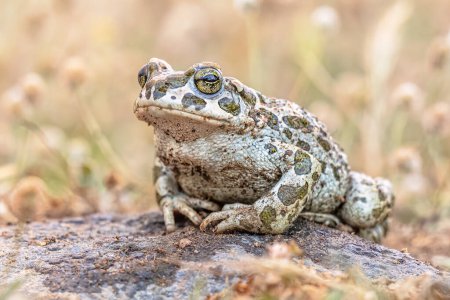 Green toad (Bufotes viridis) sitting on stone in grass in a backyard lawn. Wildlife scene of nature in Europe.