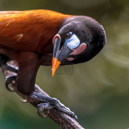 Montezuma oropendola (Psarocolius montezuma) is a fruit eating New World tropical icterid bird. It is a resident breeder in the Caribbean coastal lowlands from southeastern Mexico to central Panama. Curious bird. Wildlife scene of nature in Central A