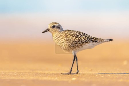 Grey plover or black-bellied plover (Pluvialis squatarola) is a lwader bird breeding in Arctic regions. It is a long-distance migrant, with a nearly worldwide coastal distribution when not breeding. Wildliefe scene of nature.