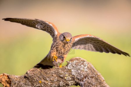 Turmfalke (Falco tinnunculus) hockt auf Stein und frisst Maus vor hellem Hintergrund. Kleine Raptor in Extremadura, Spanien. Wildszene der Natur in Europa.