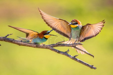 European Bee-Eater (Merops apiaster) fighting in flight over territory on blurred background near Breeding Colony. Wildlife scene of Nature in Europe.