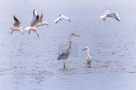 Little egret (Egretta garzetta), grey Heron (Ardea cinerea) and slender-billed gull (Chroicocephalus genei) hunting for fish in Ebro Delta.