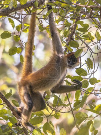 El mono araña de Geoffroy (Ateles geoffroyi) es una especie de mono araña de América Central. Escena de vida silvestre de la naturaleza en Centroamérica.