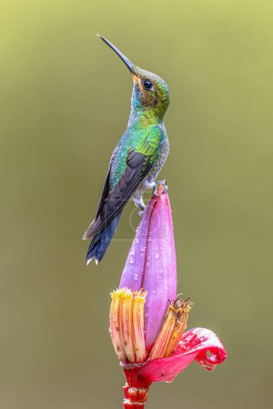 Green-crowned brilliant female (Heliodoxa jacula) is species of hummingbird in the "brilliants", tribe Heliantheini in subfamily Lesbiinae. It is found in Colombia, Costa Rica, Ecuador, and Panama. Wildlife scene of nature in Central America