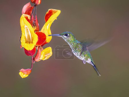 Green-crowned brilliant female (Heliodoxa jacula) is species of hummingbird in the "brilliants", tribe Heliantheini in subfamily Lesbiinae. It is found in Colombia, Costa Rica, Ecuador, and Panama. Wildlife scene of nature in Central America
