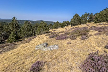 Heidevegetation auf dem Mont Aigoual, Cevennen Frankreich. Naturlandschaft in Europa.