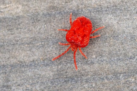 Red mite (Trombidium holosericeum) is a species of mite in the genus Trombidium. It occurs in Europe, Asia, and Africa and is commonly confused with other red mite species. Wildlife scene of nature in Europe.