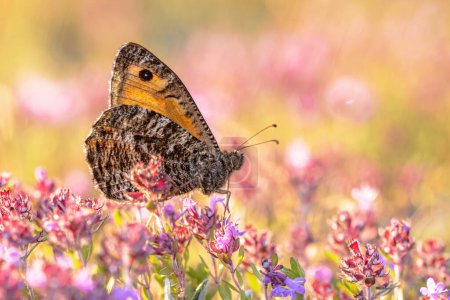Foto de Las poblaciones de mariposas grises de roca (Hipparchia semele) en los Países Bajos han disminuido drásticamente como resultado de la sequía, el cambio climático y la deposición de nitrógeno. Escena de vida silvestre de la naturaleza en Europa. - Imagen libre de derechos