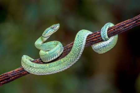 Photo for Side-Striped Palm Viper (Bothriechis lateralis) captive from Central America - Royalty Free Image