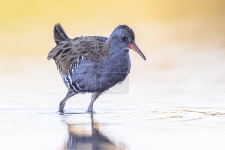 Water Rail (Rallus aquaticus) on Beautiful Background. This bird breeds in well-vegetated wetlands across Europe, Asia and North Africa. Wildlife Scene of Nature in Europe.