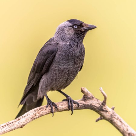 Western Jackdaw (Coloeus monedula) bird perched on branch on bright background. Wildlife scene of nature in Europe.
