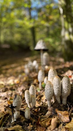 Photo for Coprinus comatus mushrooms in sunny morning forest. Vertical background. - Royalty Free Image